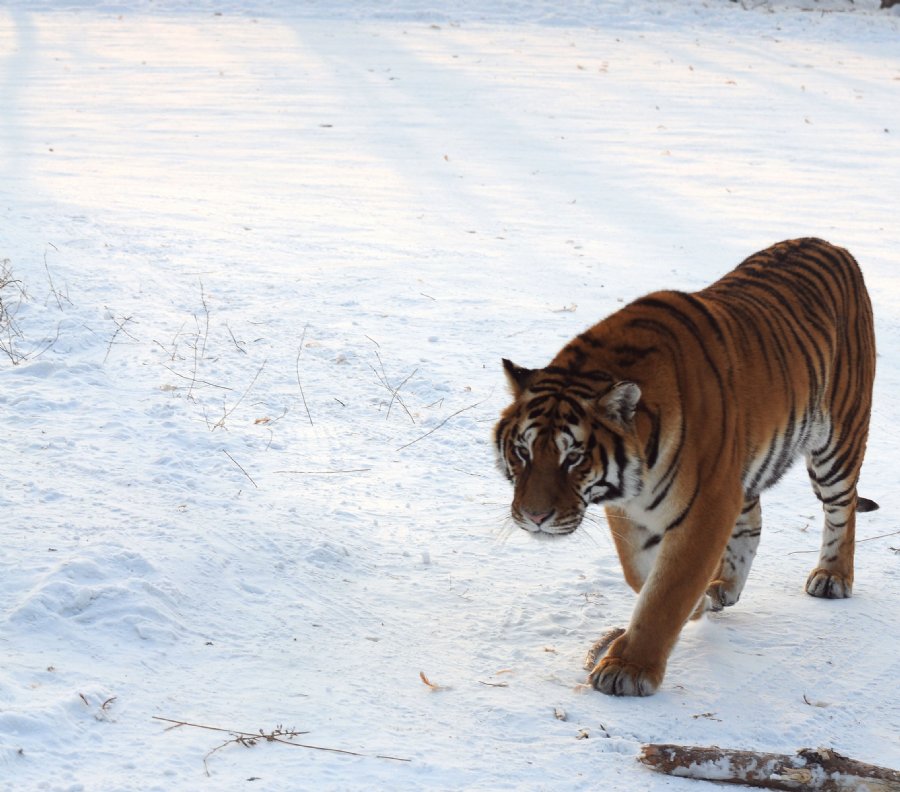 虎威演員表揭秘，舞臺(tái)之外的小日常風(fēng)采