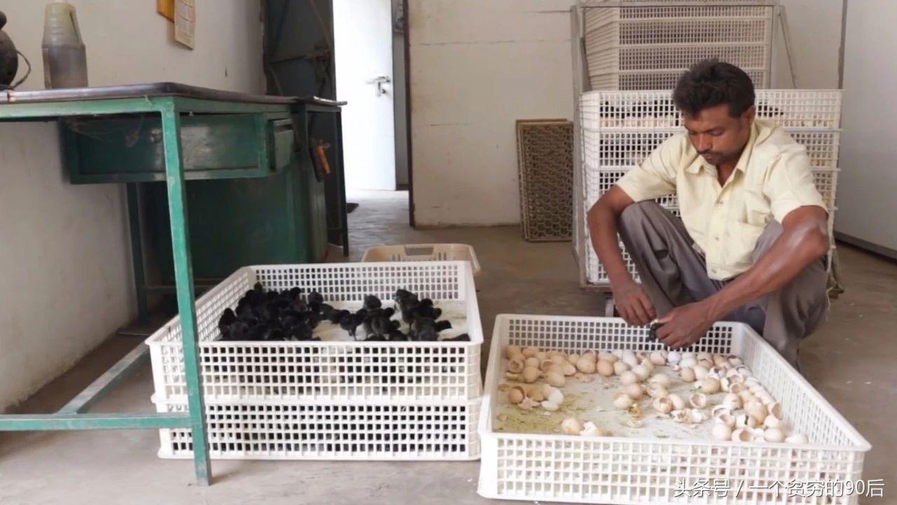 最新雛雞價格監(jiān)測器，科技引領智能生活新篇章