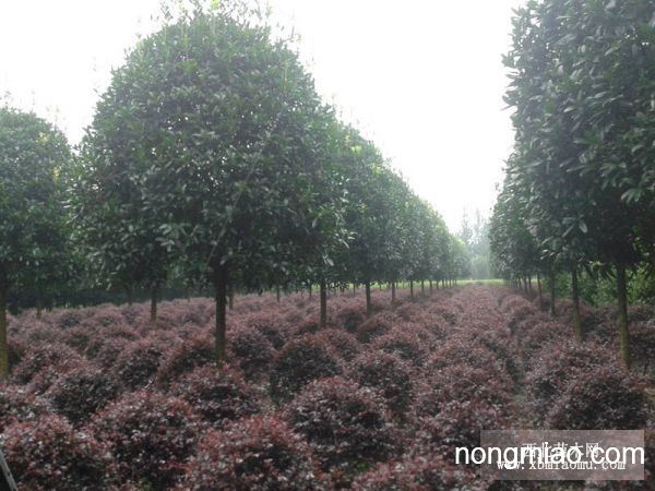 八月金桂花樹價格，智能之選，科技與自然完美融合的智能之選。