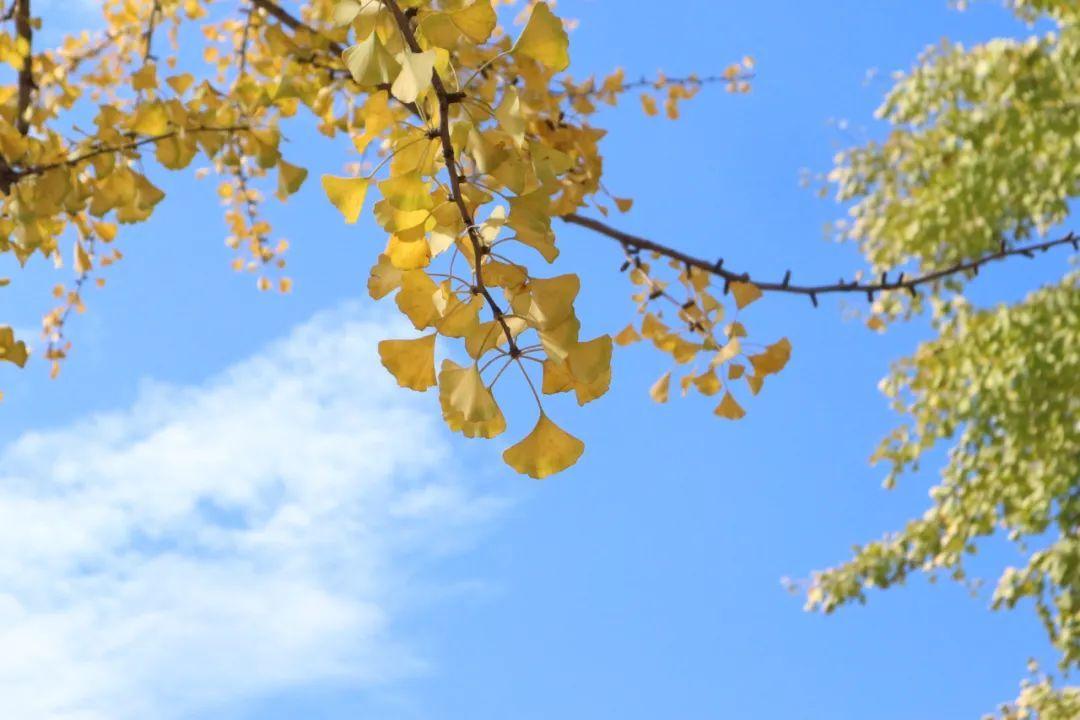 劍河綠化公司招聘啟事，尋找綠色事業(yè)伙伴，共創(chuàng)美好未來！