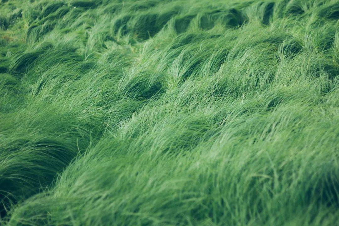 最新綠色文學作品，巷弄深處的綠色故事小屋