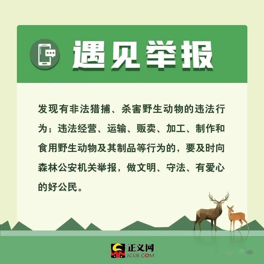 最新野生動(dòng)物保護(hù)法規(guī)與小巷深處的綠色秘境探秘，保護(hù)行動(dòng)與獨(dú)特小店的獨(dú)特故事