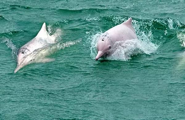 柔浪電影，情感與藝術(shù)的完美融合之旅???