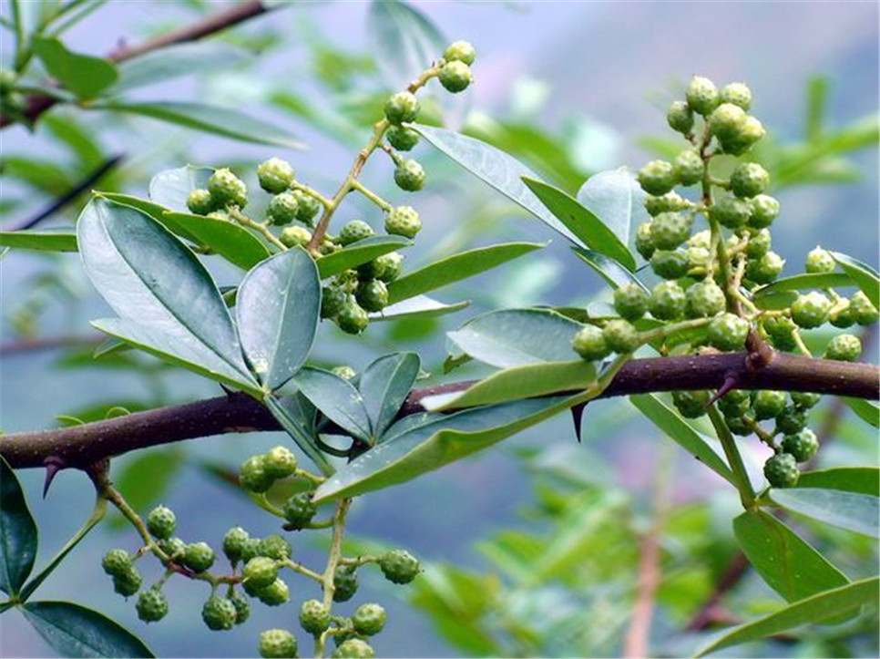 干花椒行情揭秘，探尋廚房秘密的香料之旅