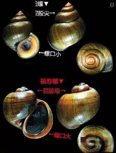 田螺價格背后的溫情故事，奇遇與收購之旅