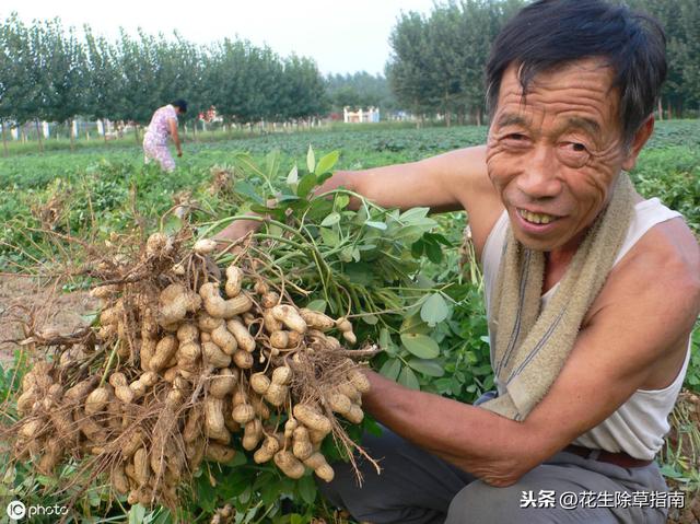 延津縣花生米今日行情詳解，如何了解與評(píng)估市場行情及趨勢(shì)分析