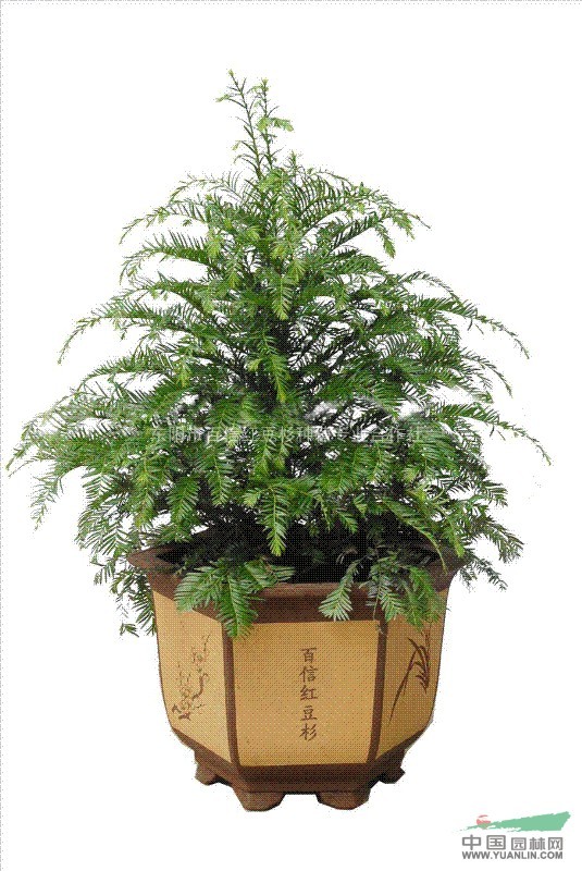 紅豆杉行情，繁榮的市場現(xiàn)狀與未來展望