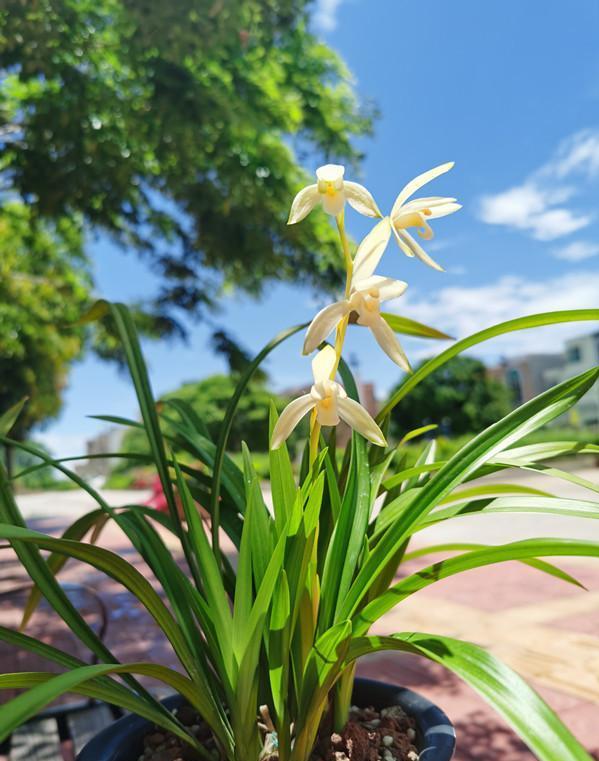 蘭花價格變化之旅，從綠葉到金花，自信與成就感的培育之路