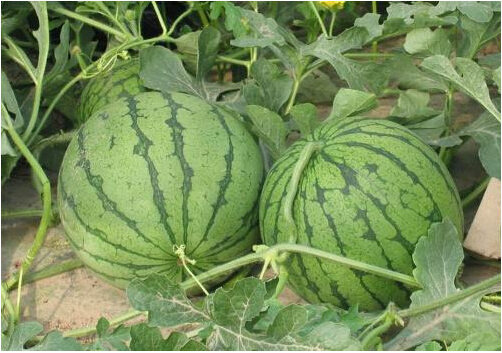 全國(guó)西瓜行情深度解析，夏日甜蜜風(fēng)暴席卷全國(guó)！