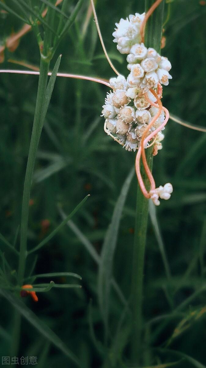 全全城熱戀最新一期深度解讀與剖析揭秘
