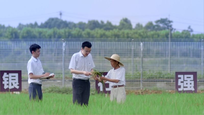 荃銀高科水稻新品種亮相，引領農(nóng)業(yè)科技創(chuàng)新之路