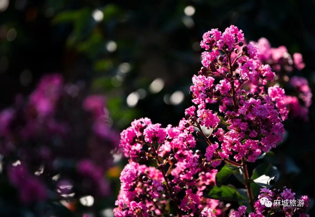 麻城紫薇星城房?jī)r(jià)探秘，最新房?jī)r(jià)信息與溫馨探房之旅