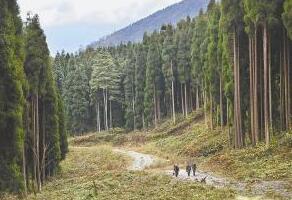 安徽省林場最新動態(tài)更新，綠意盎然的發(fā)展訊息????