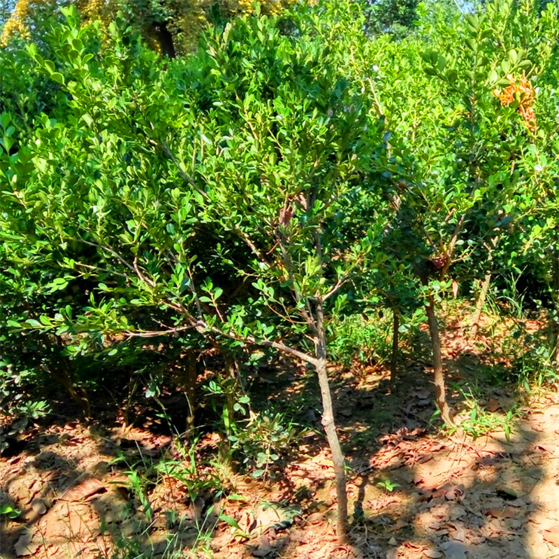 最新黃楊樹5公分價格揭秘，市場行情解析