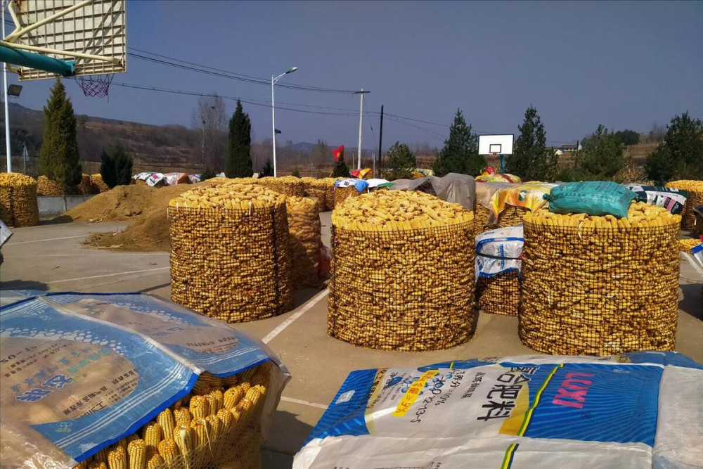 最新油沙豆市場(chǎng)價(jià)格探秘，綠色之旅尋求內(nèi)心平靜之道