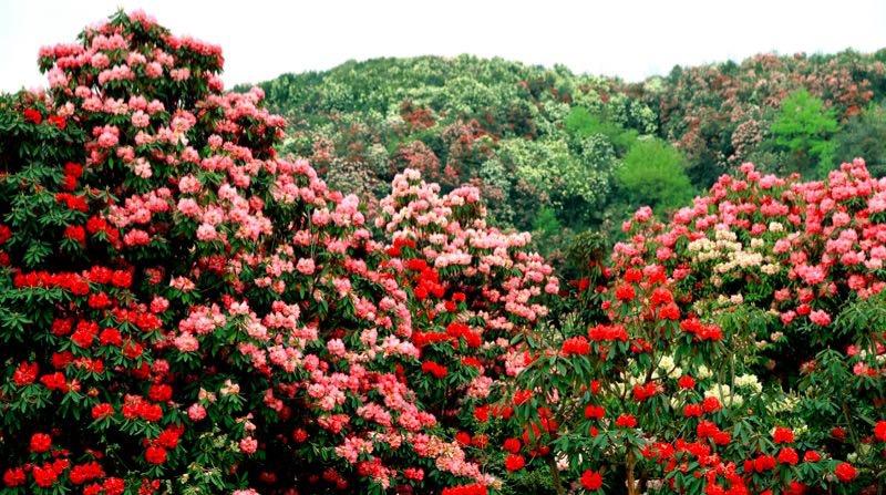 百里杜鵑盛開(kāi)新篇章，最新新聞聯(lián)播速遞！