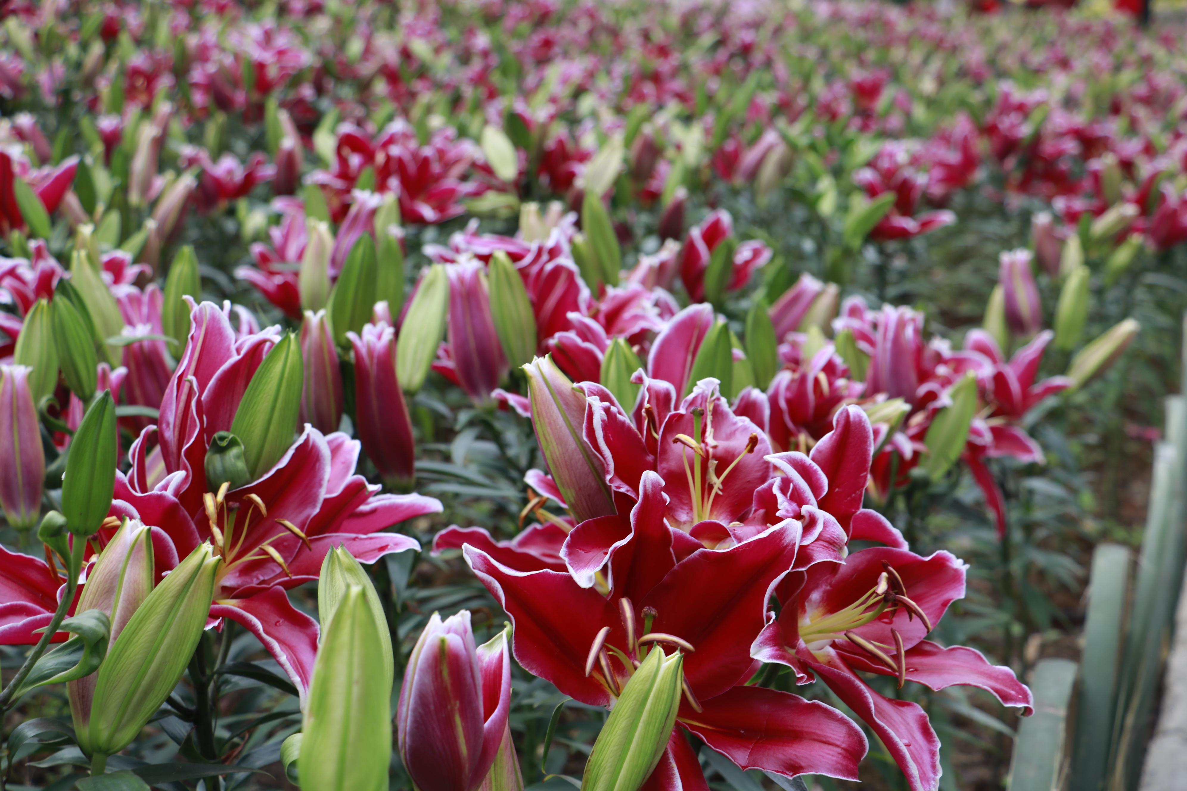 齊齊樂最新游戲安裝包，時(shí)代寵兒之選