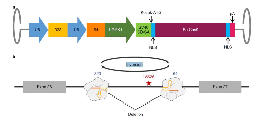 基因治療新突破，小明的奇跡基因之旅揭秘奇跡之源