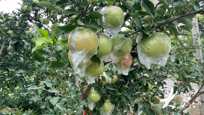 科技與自然融合的綠色奇跡，最新果樹展望