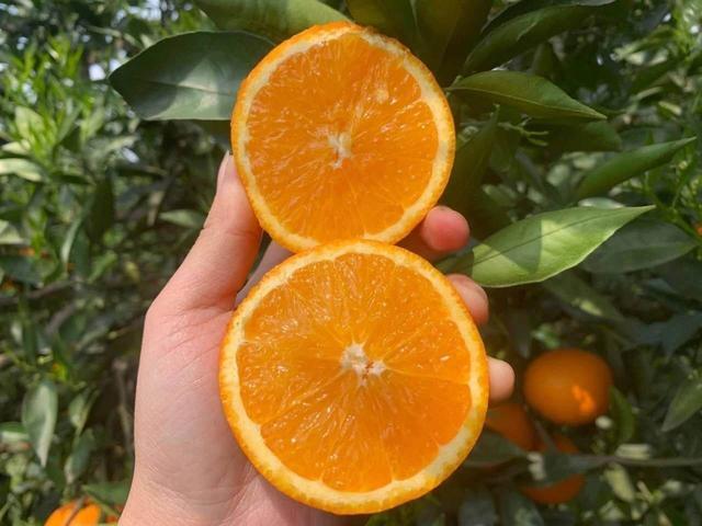 贛南臍橙最新價格，科技融合傳統(tǒng)，智能生活新潮流領(lǐng)航者