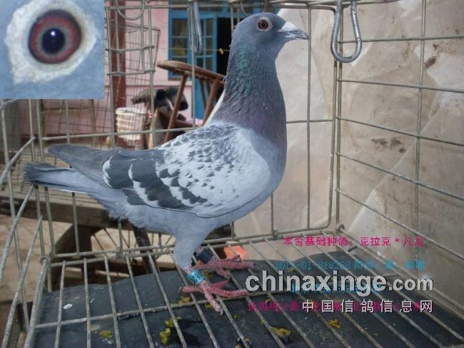 最新臺(tái)鴿翱翔夢(mèng)想，學(xué)習(xí)鑄就自信之翼