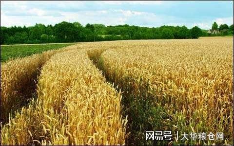 今天小麥最新價(jià)格行情，變化中的機(jī)遇與自我成長(zhǎng)潛力探索