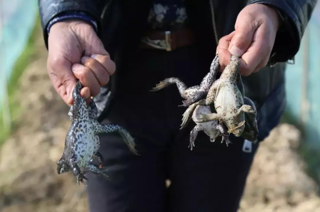 牛蛙價格最新動態(tài)與購買指南，全面步驟解析