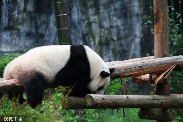 南京熊貓最新動態(tài)揭秘，如何獲取最新消息？