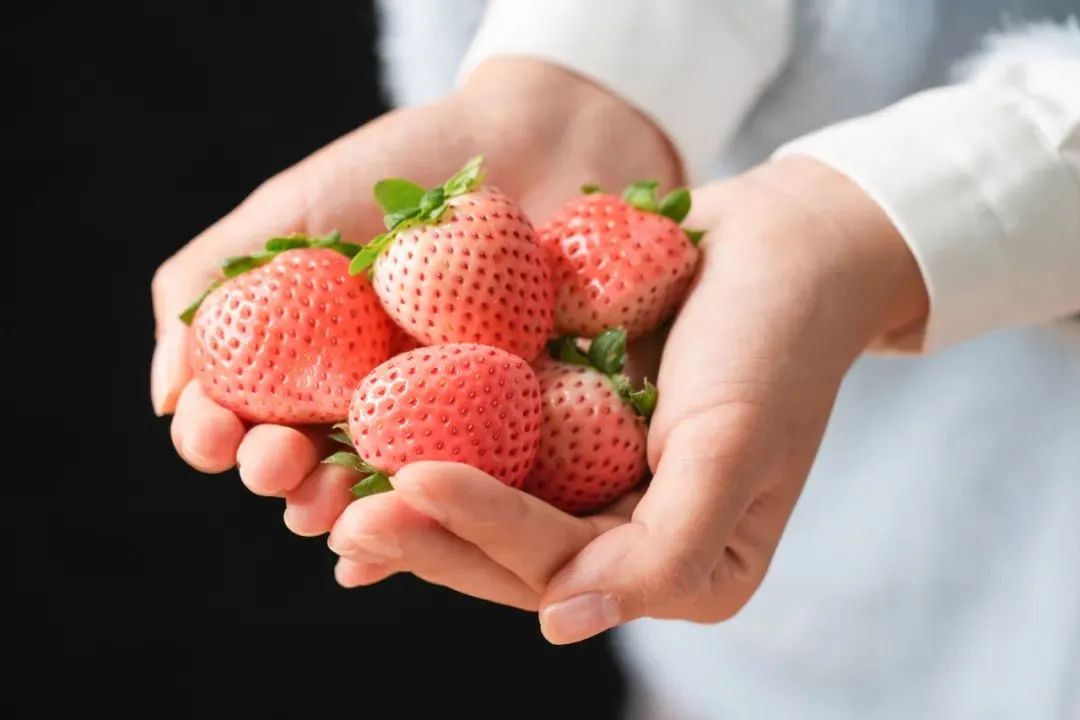 探索未來草莓無限可能的最新品種！