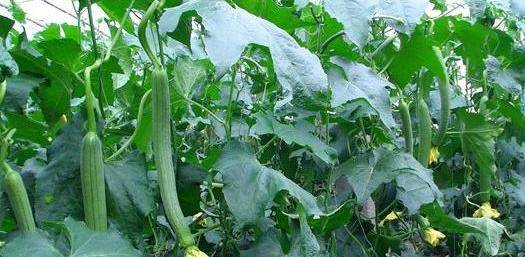 小巷深處的絲瓜味覺之旅，最新地址揭秘