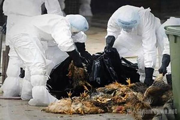 全球禽流感最新動態(tài)，全球態(tài)勢與多方觀點深度解析