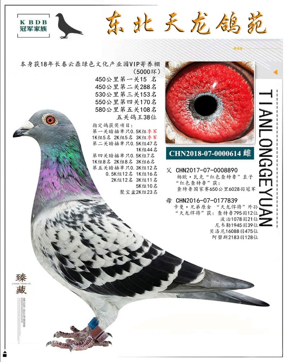 東北天龍鴿苑最新圖片，鴿界風(fēng)采展現(xiàn)，價(jià)值與影響深度探討