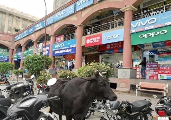 部落沖突OPPO最新版深度解析，優(yōu)劣與我的觀點(diǎn)分享