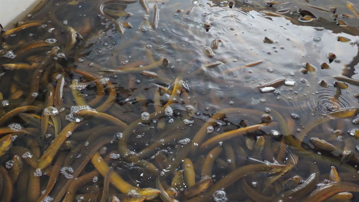 野生黃鱔最新價格行情，變化中的學習展現(xiàn)自信與成就的力量