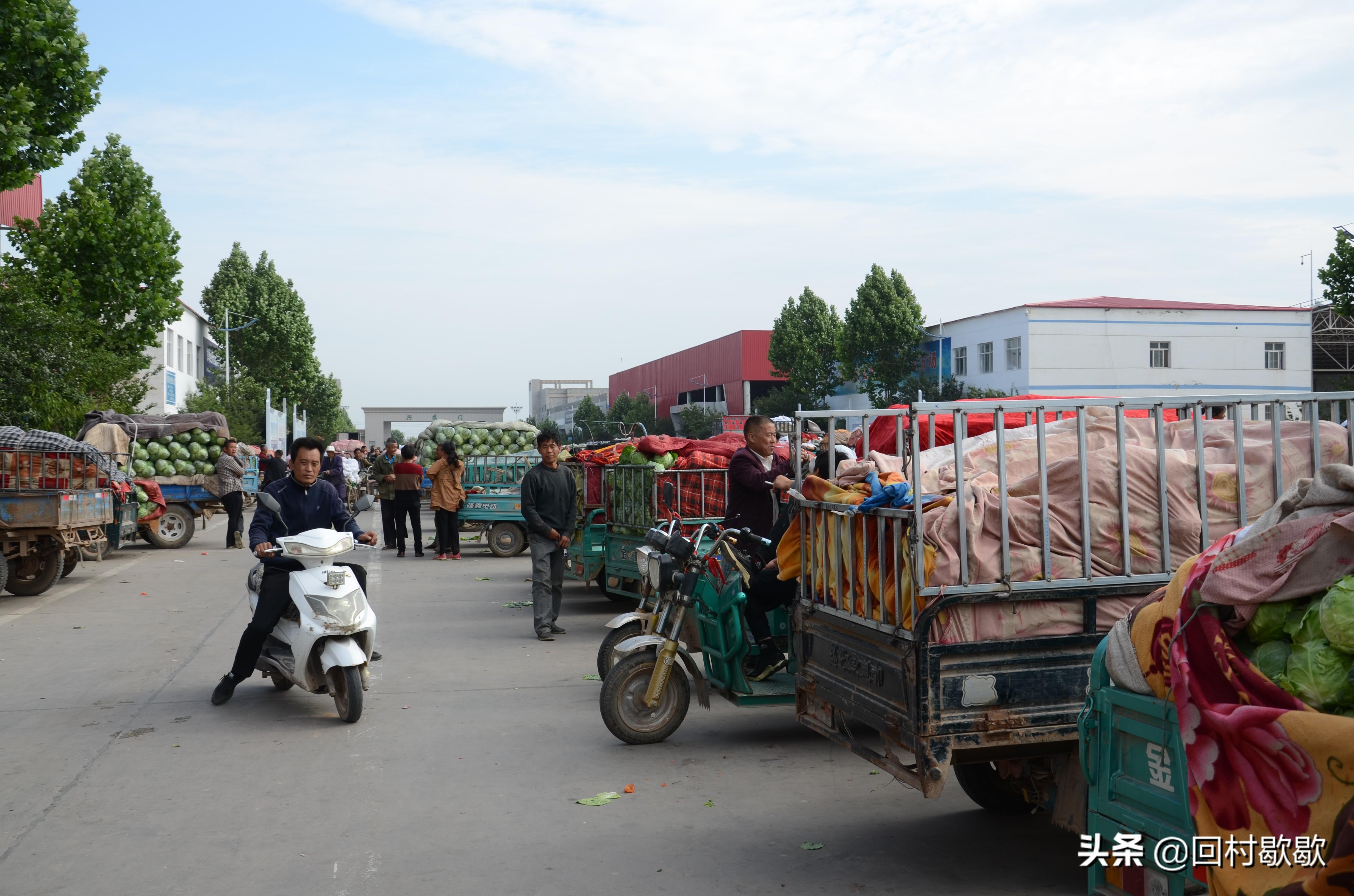 紫甘藍(lán)最新價(jià)格行情揭秘，新鮮資訊一網(wǎng)打盡！????