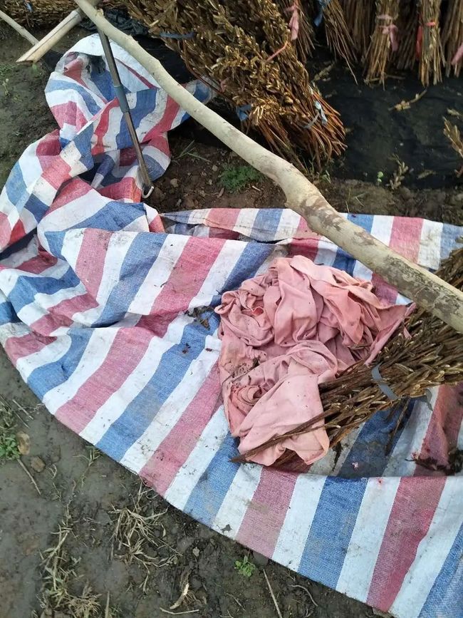 儀征玫瑰園最新動(dòng)態(tài)，浪漫綻放與綠意盎然的生活體驗(yàn)