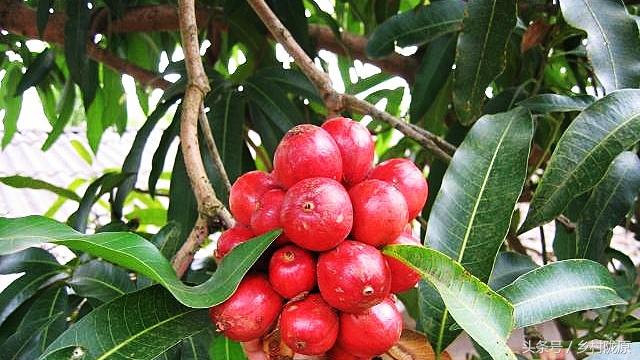 今天草果最新價(jià)格及市場(chǎng)走勢(shì)多元觀點(diǎn)探討