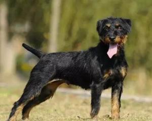 最新德國獵梗出售，背景、時(shí)代地位與影響分析