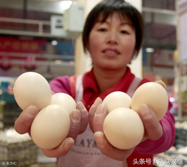駐馬店今日雞蛋最新價(jià)格信息