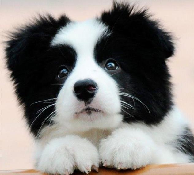 免費領(lǐng)養(yǎng)邊牧2025，小巷特色小店與邊境牧羊犬的不解之緣