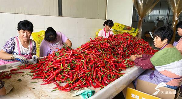 全國辣椒最新價格行情，科技引領(lǐng)產(chǎn)業(yè)變革，塑造未來生活新趨勢