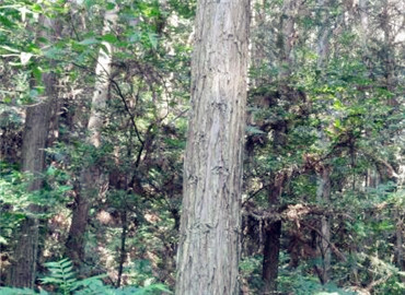 安徽國有林場改制開啟綠色新篇章，推動可持續(xù)發(fā)展??