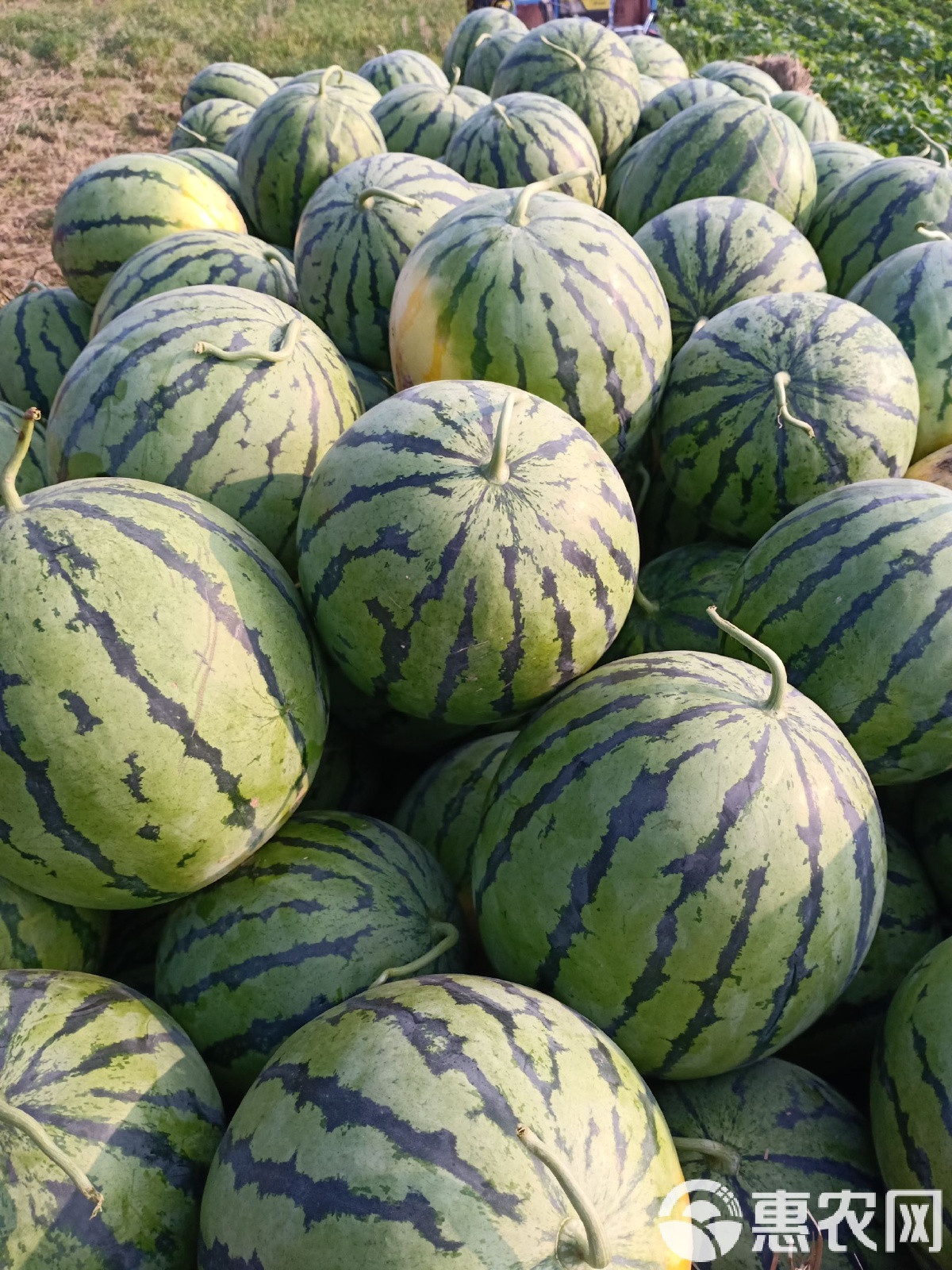 太康縣西瓜最新價(jià)格，時(shí)代背景下的瓜價(jià)變遷