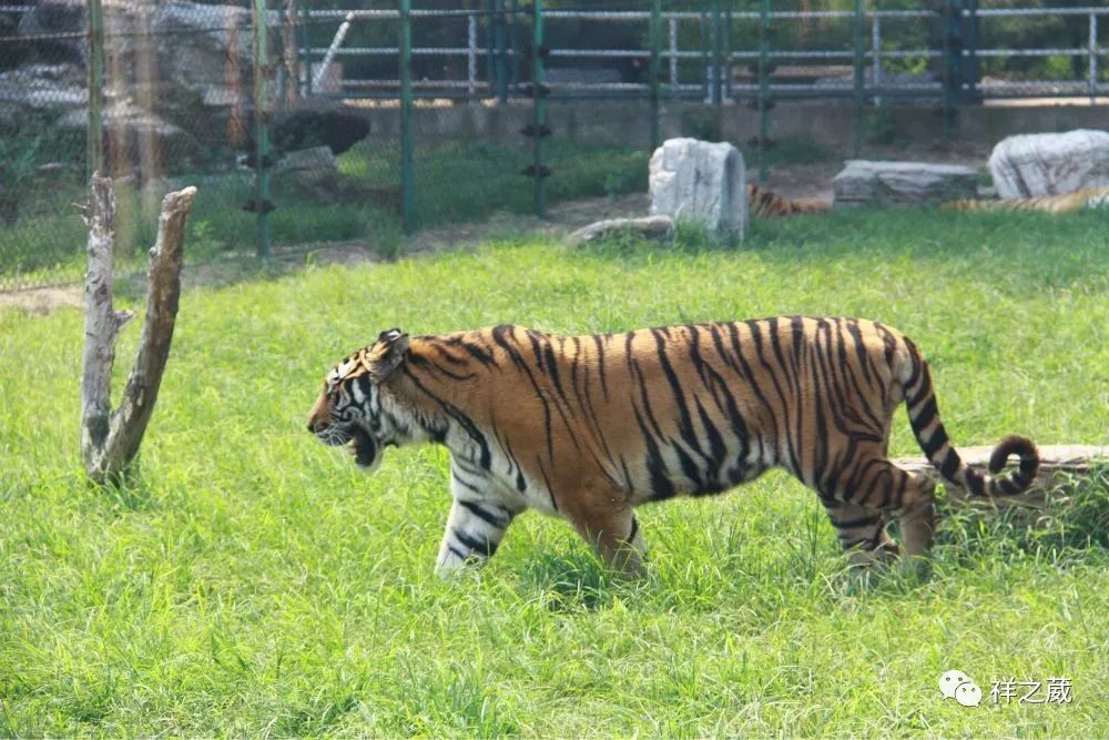 動物園老虎吃人事件揭秘，科技重塑現(xiàn)實，震撼體驗新紀元