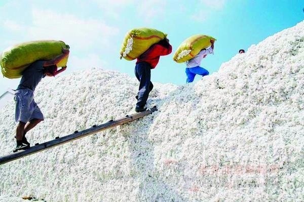 山東最新棉花補貼政策解讀，智能生活啟航！