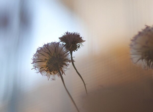 凡口草最新專(zhuān)輯，科技與生活融合之作，引領(lǐng)未來(lái)音樂(lè)潮流