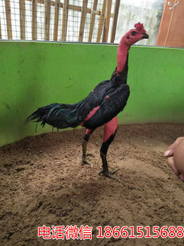 2025斗雞最新視頻，競(jìng)技與飼養(yǎng)樂(lè)趣的完美結(jié)合